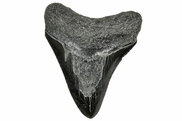 Serrated, Juvenile Megalodon Tooth - South Carolina #328743